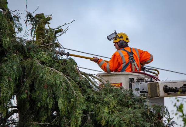 Best Palm Tree Trimming  in Tigard, OR